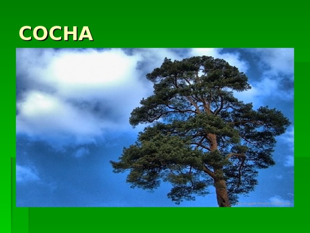 СОСНА 