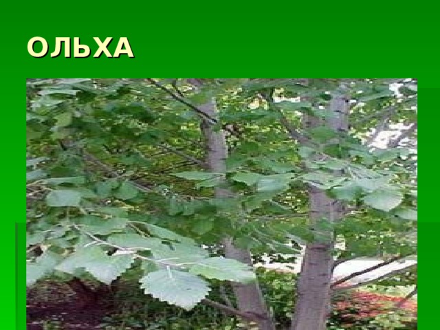 ОЛЬХА 