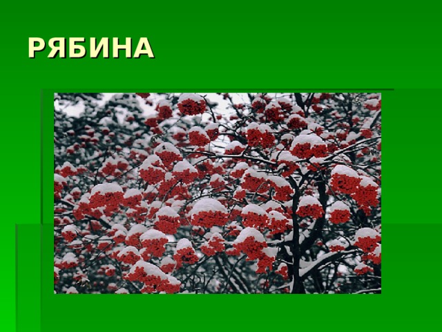 РЯБИНА 