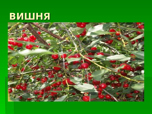 ВИШНЯ 