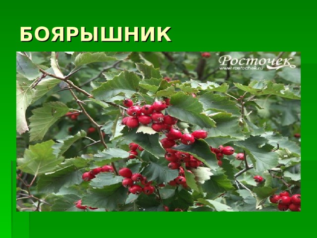 БОЯРЫШНИК 