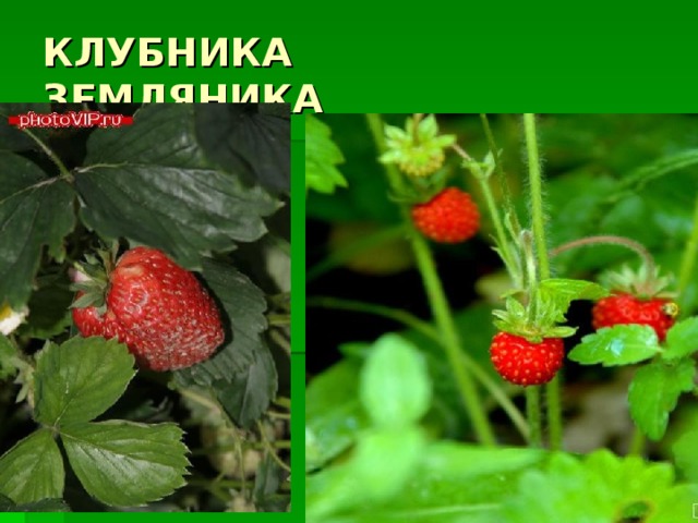 КЛУБНИКА ЗЕМЛЯНИКА 