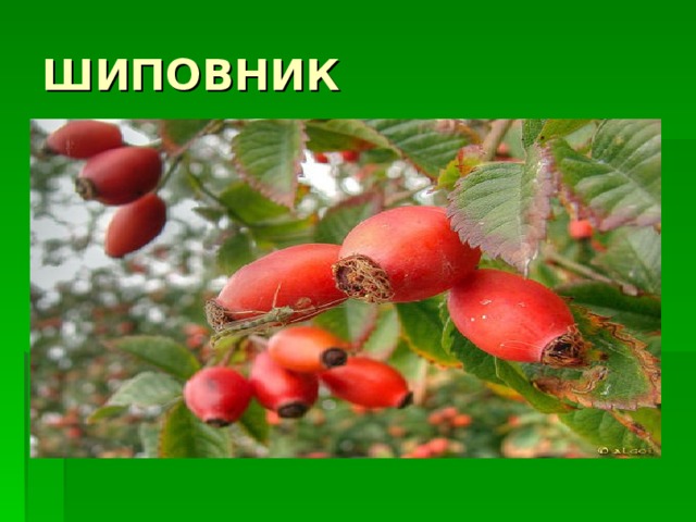 ШИПОВНИК 