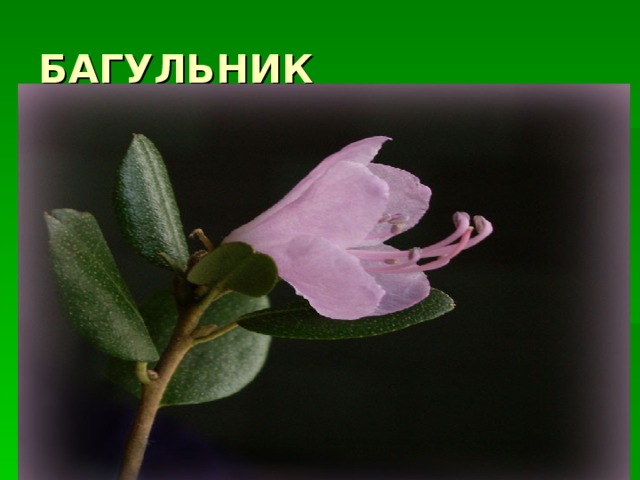 БАГУЛЬНИК 