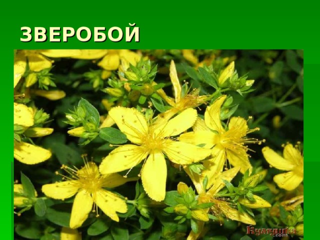 ЗВЕРОБОЙ 