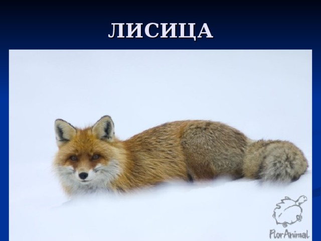 ЛИСИЦА 
