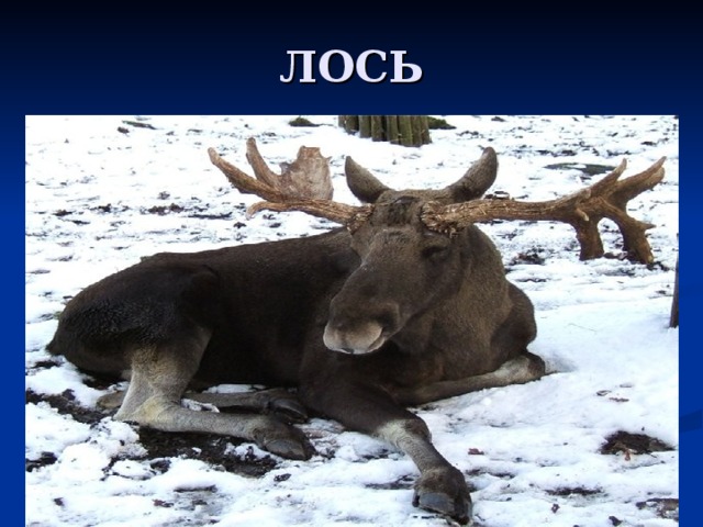 ЛОСЬ 