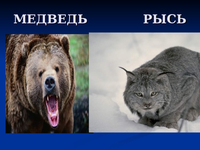 МЕДВЕДЬ РЫСЬ 