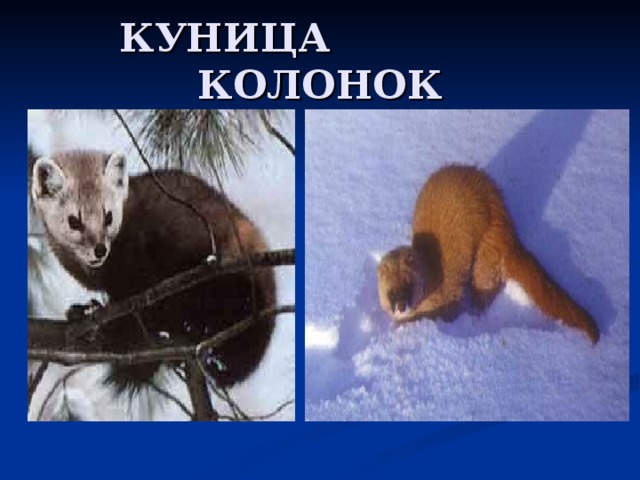 КУНИЦА КОЛОНОК 
