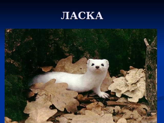 ЛАСКА 