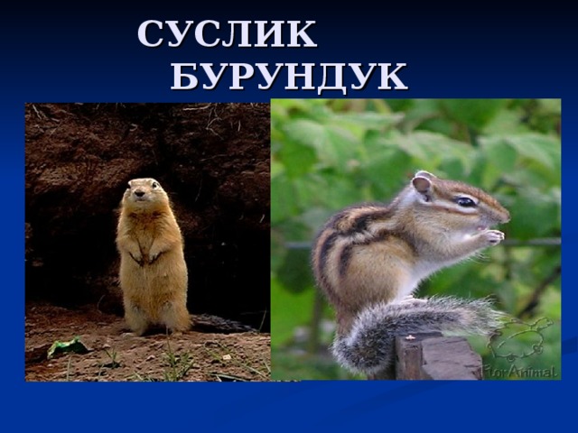 СУСЛИК БУРУНДУК 