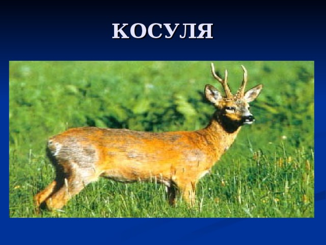 КОСУЛЯ 