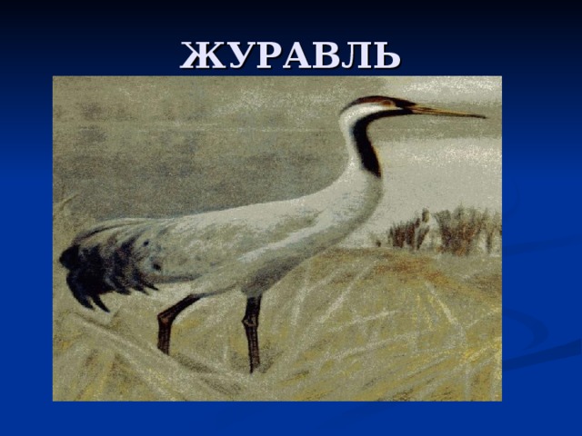 ЖУРАВЛЬ 