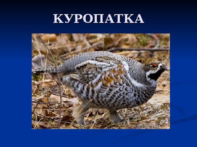 КУРОПАТКА 