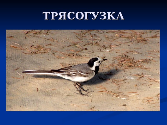 ТРЯСОГУЗКА 