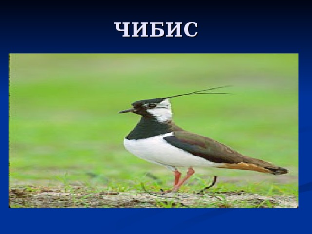 ЧИБИС 