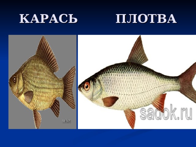 КАРАСЬ ПЛОТВА 