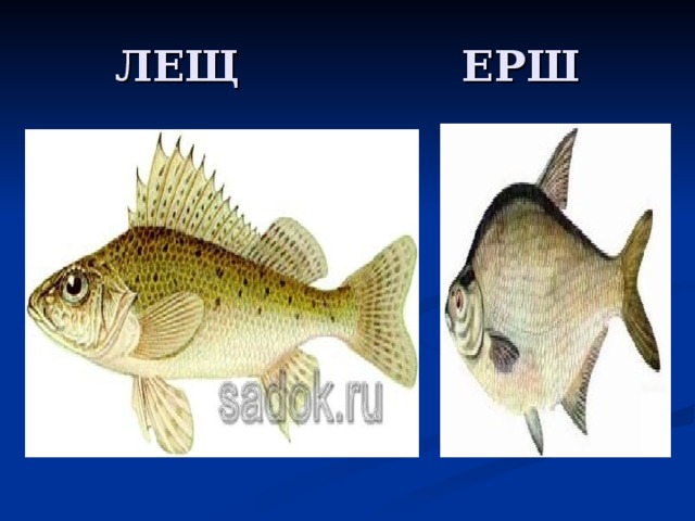 ЛЕЩ ЕРШ 