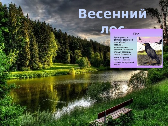 Весенний лес 