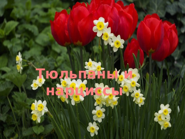 Тюльпаны и нарциссы 