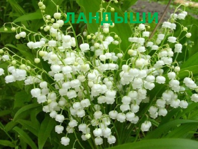 ЛАНДЫШИ 