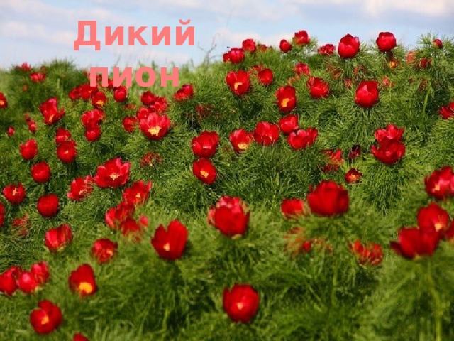 Дикий пион 