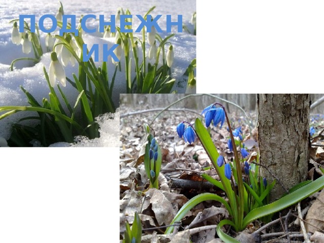 Подснежник 