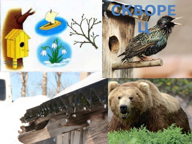 скворец 