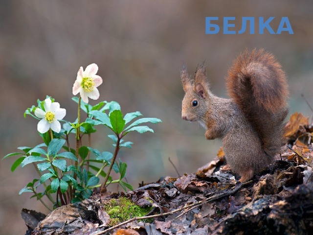 Белка 