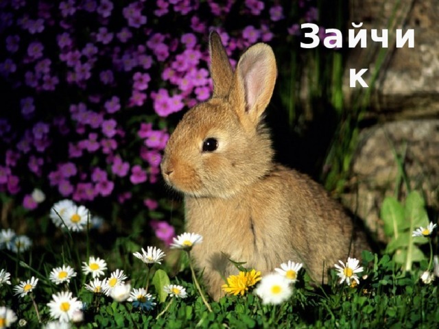 Зайчик 