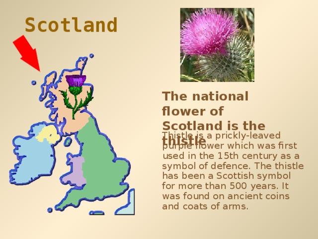 Scotland  The national flower of Scotland is  the thistle Thistle is a prickly-leaved purple flower which was first used in the 15th century as a symbol of defence.  The thistle has been a Scottish symbol for more than 500 years. It was found on ancient coins and coats of arms. 
