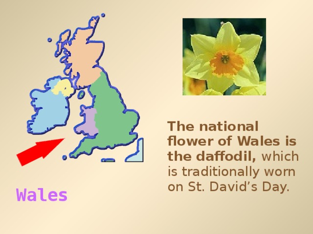 The national flower of Wales is the daffodil, which is traditionally worn on St. David’s Day. Wales  