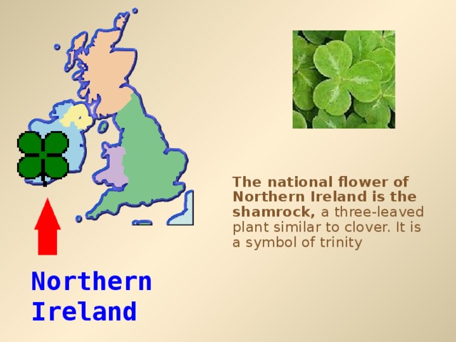 The national flower of Northern Ireland is the shamrock, a three-leaved plant similar to clover. It is a symbol of trinity Northern Ireland 