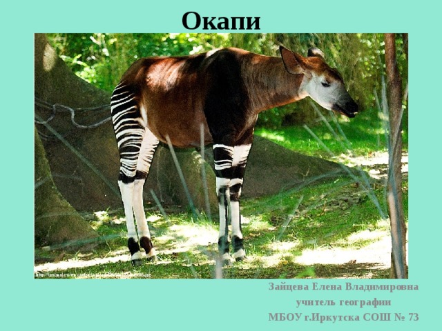 Окапи Зайцева Елена Владимировна учитель географии МБОУ г.Иркутска СОШ № 73