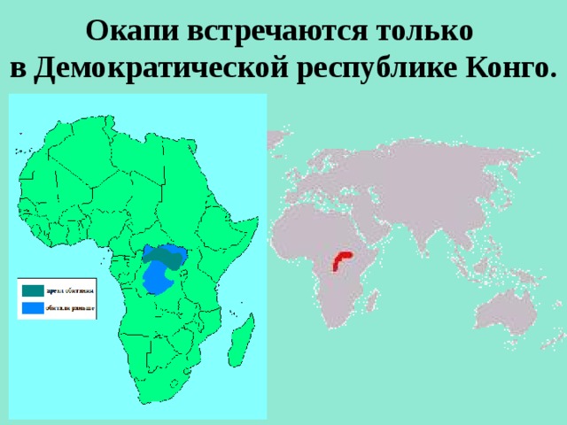Окапи встречаются только   в Демократической республике Конго.