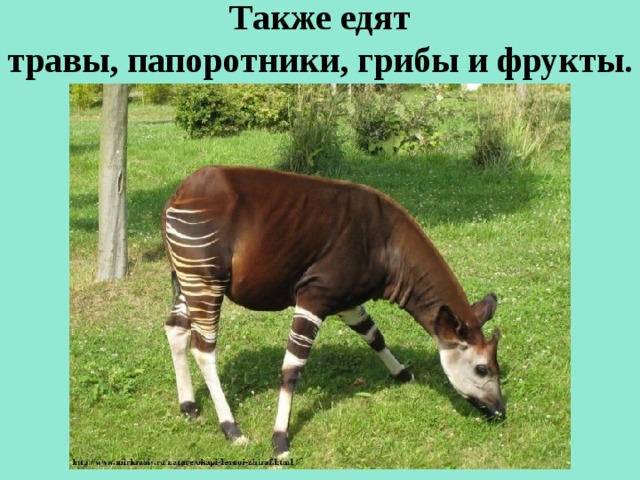Также едят травы, папоротники, грибы и фрукты.