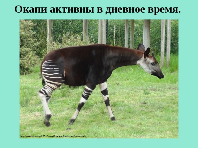 Окапи активны в дневное время.