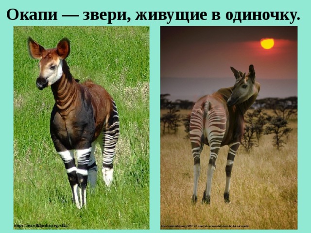 Окапи — звери, живущие в одиночку.