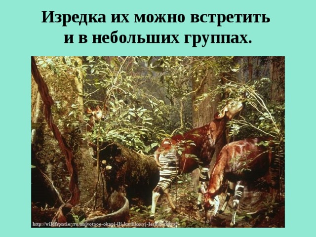 Изредка их можно встретить  и в небольших группах.