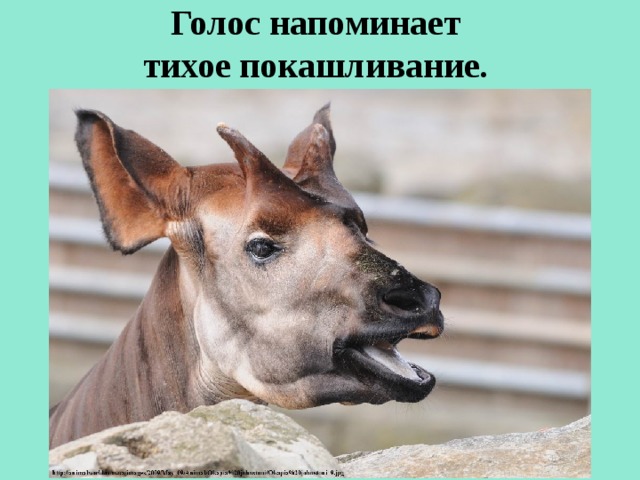 Голос напоминает  тихое покашливание.