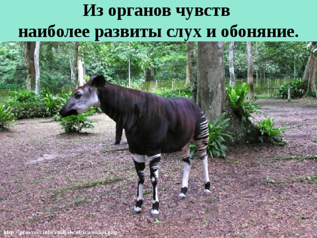 Из органов чувств  наиболее развиты слух и обоняние.