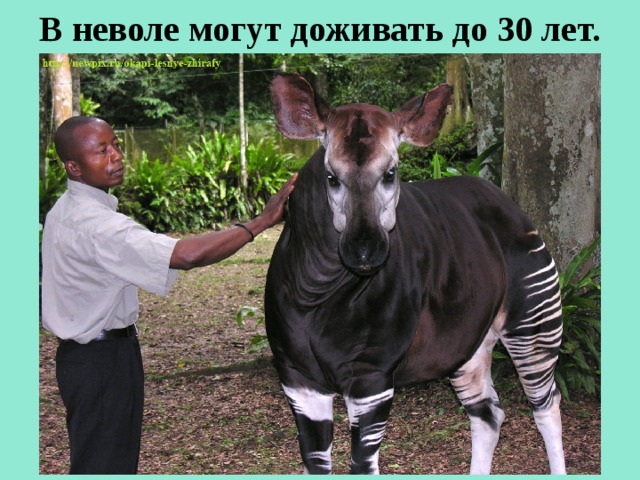 В неволе могут доживать до 30 лет.