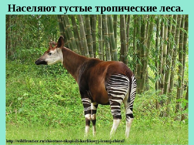 Населяют густые тропические леса. 