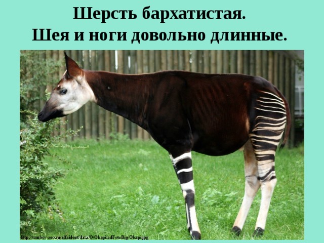 Шерсть бархатистая.  Шея и ноги довольно длинные.