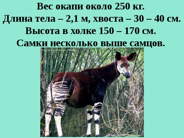 Вес окапи около 250 кг.  Длина тела – 2,1 м, хвоста – 30 – 40 см. Высота в холке 150 – 170 см.  Самки несколько выше самцов.