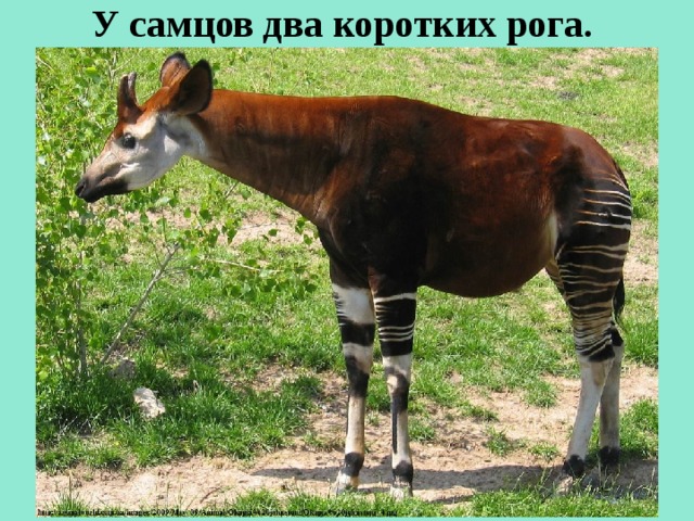 У самцов два коротких рога.