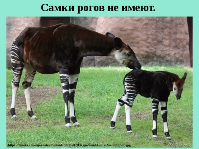 Самки рогов не имеют.