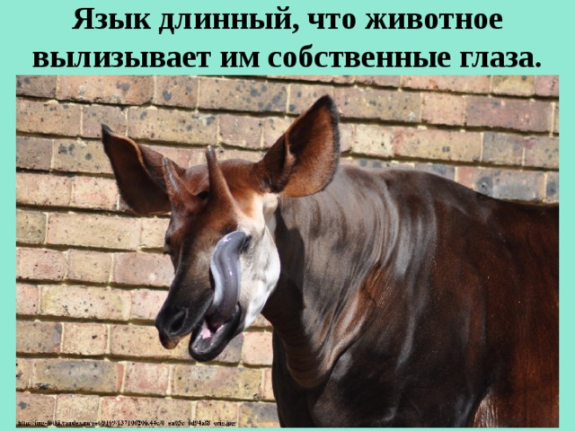 Язык длинный, что животное вылизывает им собственные глаза.