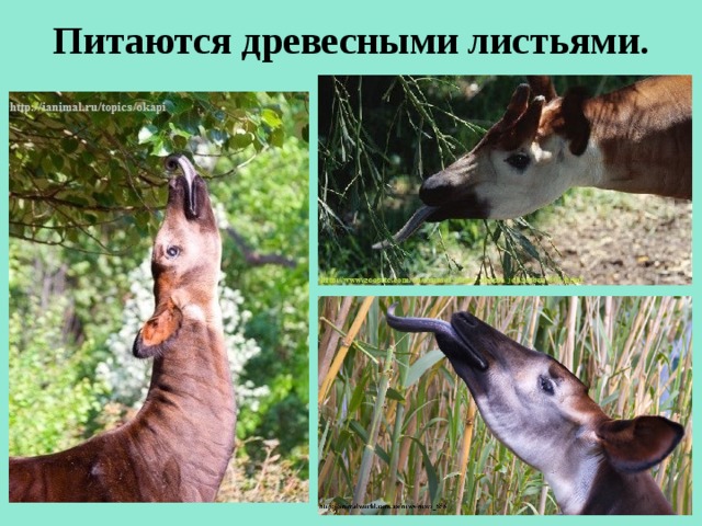 Питаются древесными листьями.