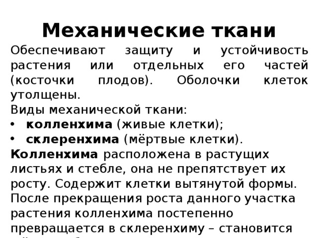 Механические ткани Обеспечивают защиту и устойчивость растения или отдельных его частей (косточки плодов). Оболочки клеток утолщены. Виды механической ткани: колленхима (живые клетки); склеренхима (мёртвые клетки). Колленхима расположена в растущих листьях и стебле, она не препятствует их росту. Содержит клетки вытянутой формы. После прекращения роста данного участка растения колленхима постепенно превращается в склеренхиму – становится жёстче, оболочки одревесневают и толстеют. 